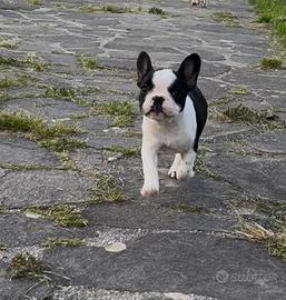 Cucciola Bouledogue Francese