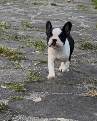 Cucciola Bouledogue Francese