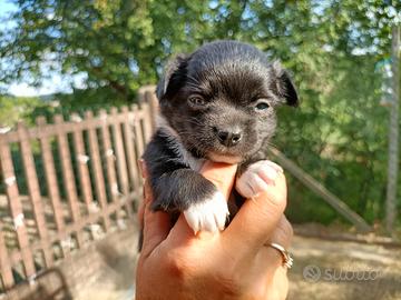 Simil Chihuahua