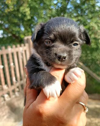 Simil Chihuahua