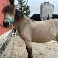 Pony femmina di 5 anni, alta 115