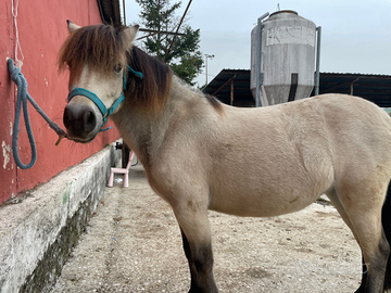 Pony femmina di 5 anni, alta 115