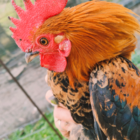 Galletti nani colorati