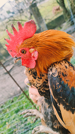 Galletti nani colorati