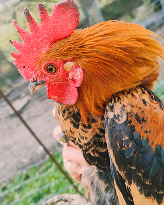 Galletti nani colorati