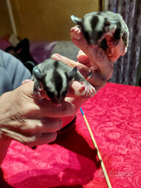 Scogliattoli volanti