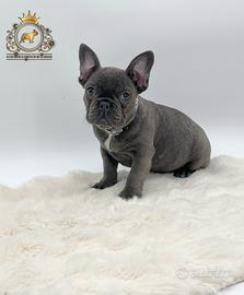 Dolcissima Bulldog Francese Total Blu