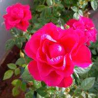 Rose rosse in vaso