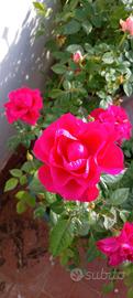 Rose rosse in vaso