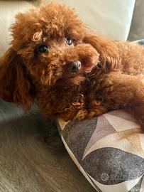 Cagnolino mini toy da monta