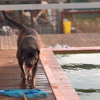 Cane corso femmina