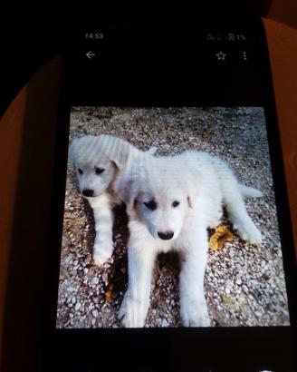 Cuccioli di maremmano abruzzese