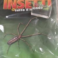 collezione insetti del mondo 