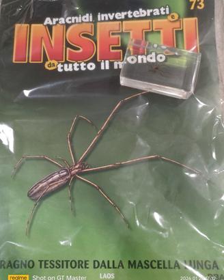 collezione insetti del mondo 