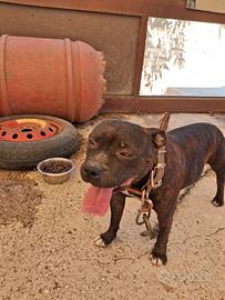 Staffy