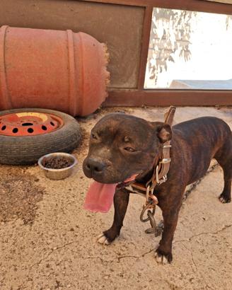 Staffy
