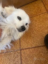 Cucciole di 3 mesi