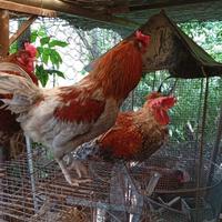 OLIVE EGGER *galli 7/8 mesi