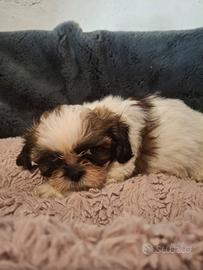 Cuccioli Shitzu