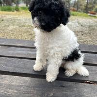 Barboncino pedigree Enci