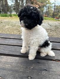 Barboncino pedigree Enci