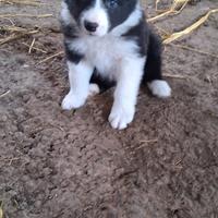 Cuccioli Border Collie