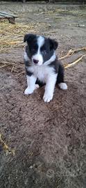 Cuccioli Border Collie