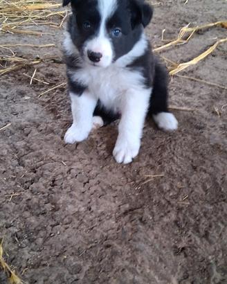Cuccioli Border Collie