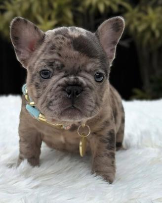 Bulldog francese merlè maschio