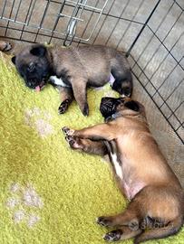 Cuccioli Pastore Belga Malinois