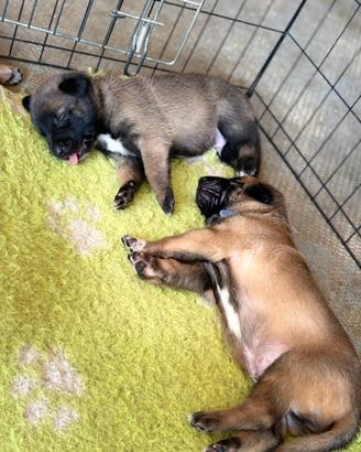 Cuccioli Pastore Belga Malinois
