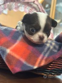 Chihuahua pelo lungo meravigliosi