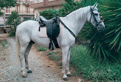 Cavallo P.R.E