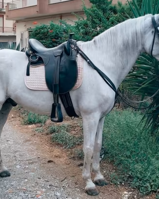 Cavallo P.R.E