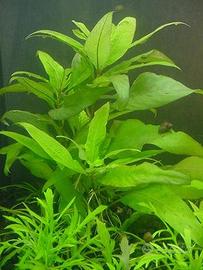 piante varie laghetto e acquario ed altro