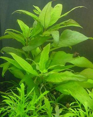 piante varie laghetto e acquario ed altro