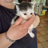 Gattini