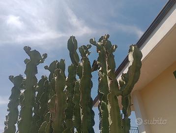 2 Cactus euphorbia, 230 cm di altezza