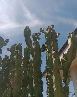 2 Cactus euphorbia, 230 cm di altezza