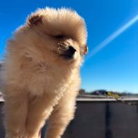 Cuccioli di Spitz di Pomerania