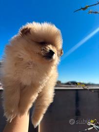 Cuccioli di Spitz di Pomerania