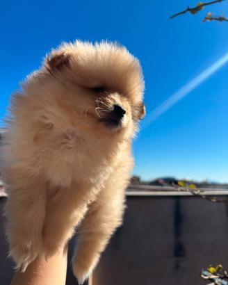 Cuccioli di Spitz di Pomerania