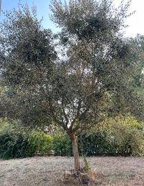 Ulivo
