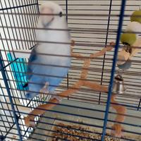 2 Pappagalli inseparabili allevati a mano