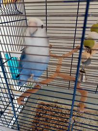 2 Pappagalli inseparabili allevati a mano