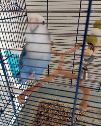 2 Pappagalli inseparabili allevati a mano