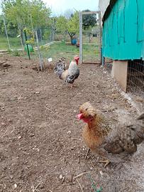 Polli e galline