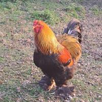 Galli Brahma disponibili