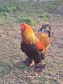 Galli Brahma disponibili