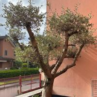 Ulivo in vaso ferro battuto